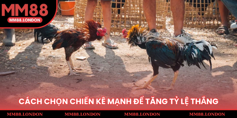 Cách chọn chiến kê mạnh để tăng tỷ lệ thắng
